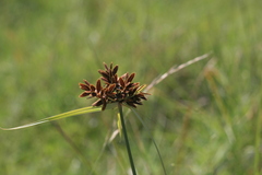 Cyperus nitidus