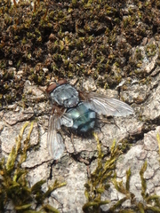 Calliphora vicina