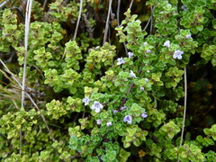 Clinopodium nubigenum