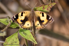 Junonia hierta