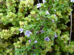 Clinopodium nubigenum