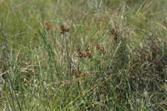 Cyperus nitidus