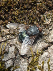 Calliphora vicina