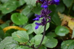 Salvia farinacea
