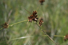 Cyperus nitidus