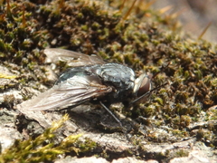 Calliphora vicina