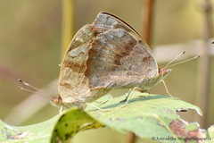 Junonia hierta