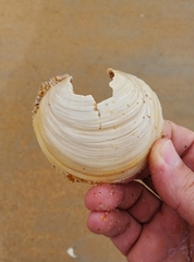 Pegophysema schrammi