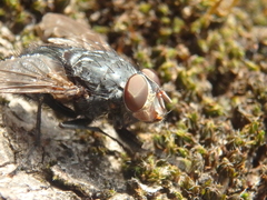 Calliphora vicina