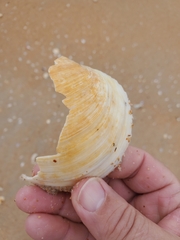 Pegophysema schrammi
