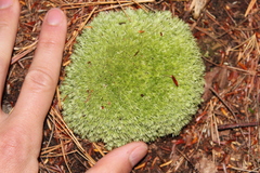 Leucobryum