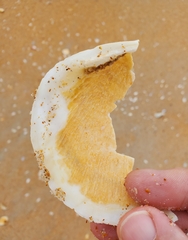 Pegophysema schrammi
