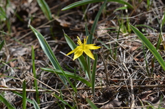 Tulipa dasystemon