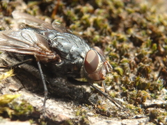 Calliphora vicina
