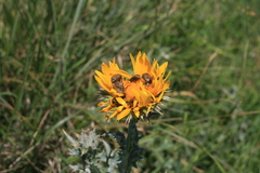 Berkheya heterophylla