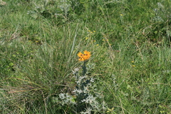 Berkheya heterophylla