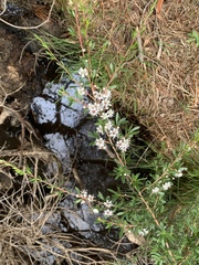 Kunzea leptospermoides