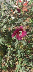 Hibiscus radiatus