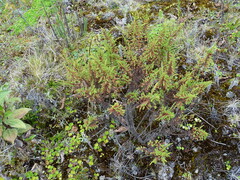 Hypericum laricifolium
