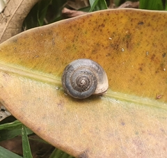 Monacha obstructa