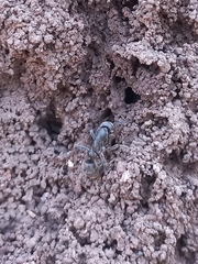 Bothroponera sulcata