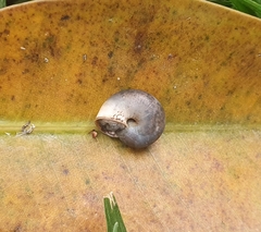 Monacha obstructa