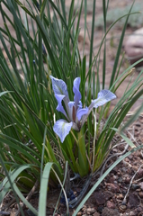 Iris loczyi