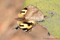 Junonia hierta
