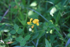 Crotalaria capensis