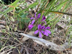 Pelargonium rodneyanum