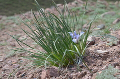 Iris loczyi