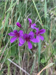 Pelargonium rodneyanum