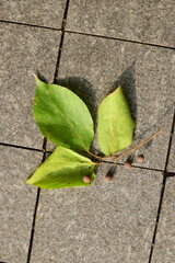 Celtis julianae