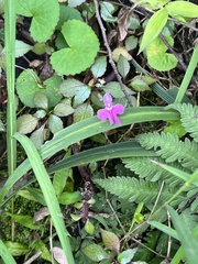 Impatiens hochstetteri
