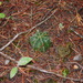 Echinocereus knippelianus knippelianus - Photo (c) Antonio Moreno Talamantes, some rights reserved (CC BY-NC), uploaded by Antonio Moreno Talamantes