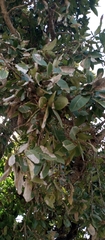 Ficus glumosa