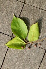 Celtis julianae