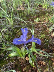 Iris planifolia