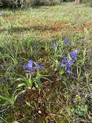 Iris planifolia