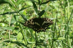 Papilio demodocus demodocus