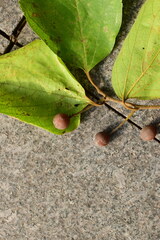 Celtis julianae