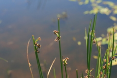 Schoenoplectus scirpoides