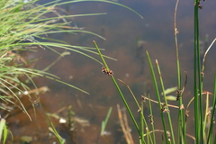 Schoenoplectus scirpoides