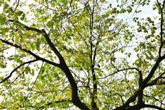 Celtis julianae