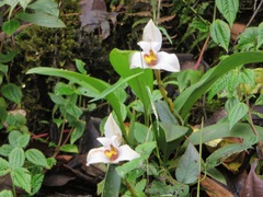 Maxillaria