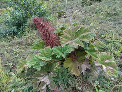 Gunnera