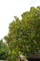 Sapindus mukorossi