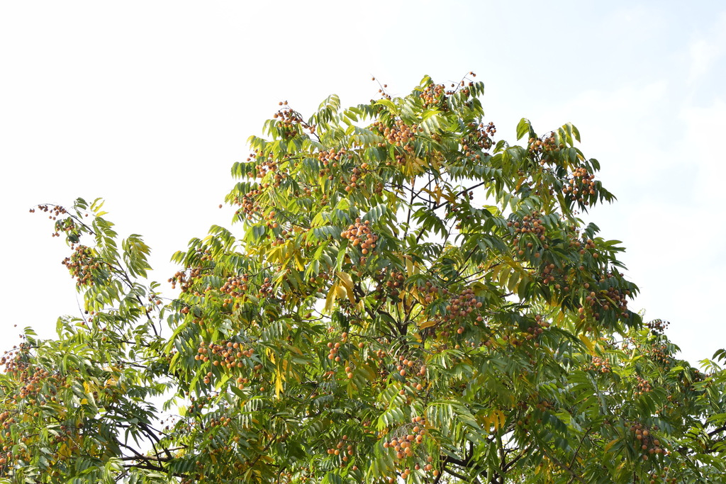 Reetha from 中国浙江省杭州市西湖区 on December 11, 2022 at 09:53 AM by 江国彬 ...