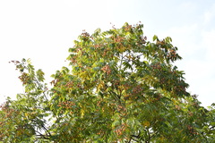 Sapindus mukorossi