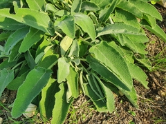 Stachys viticina